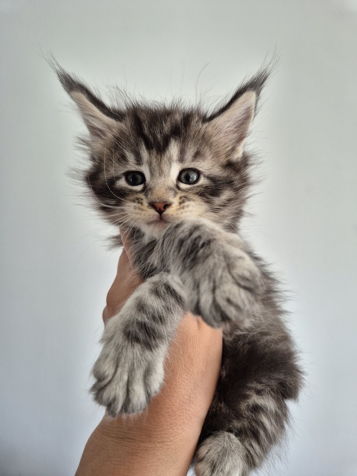 Maine coon MCO  do odbioru we wrześniu