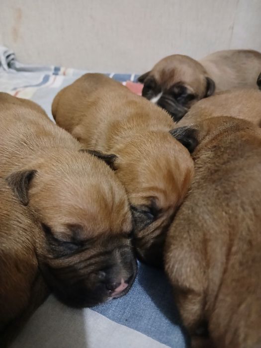 Бронь Американський Пітбуль