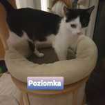 Kocia rodzinka szuka super domków