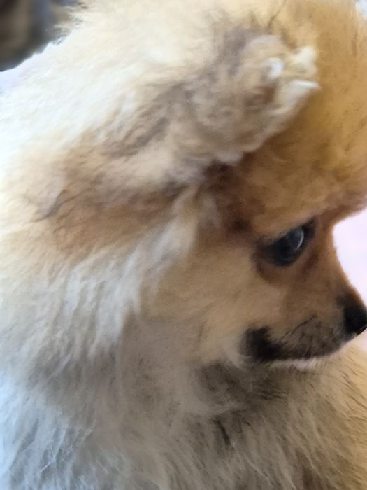 Szpic Pomeranian