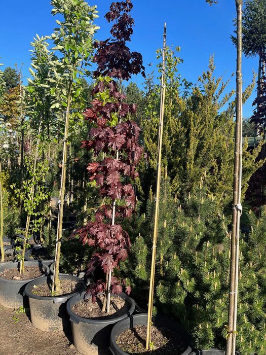 Klon Kolumnowy ' Crimson Sentry ' Wys. ok 300cm Pojemnik 65L