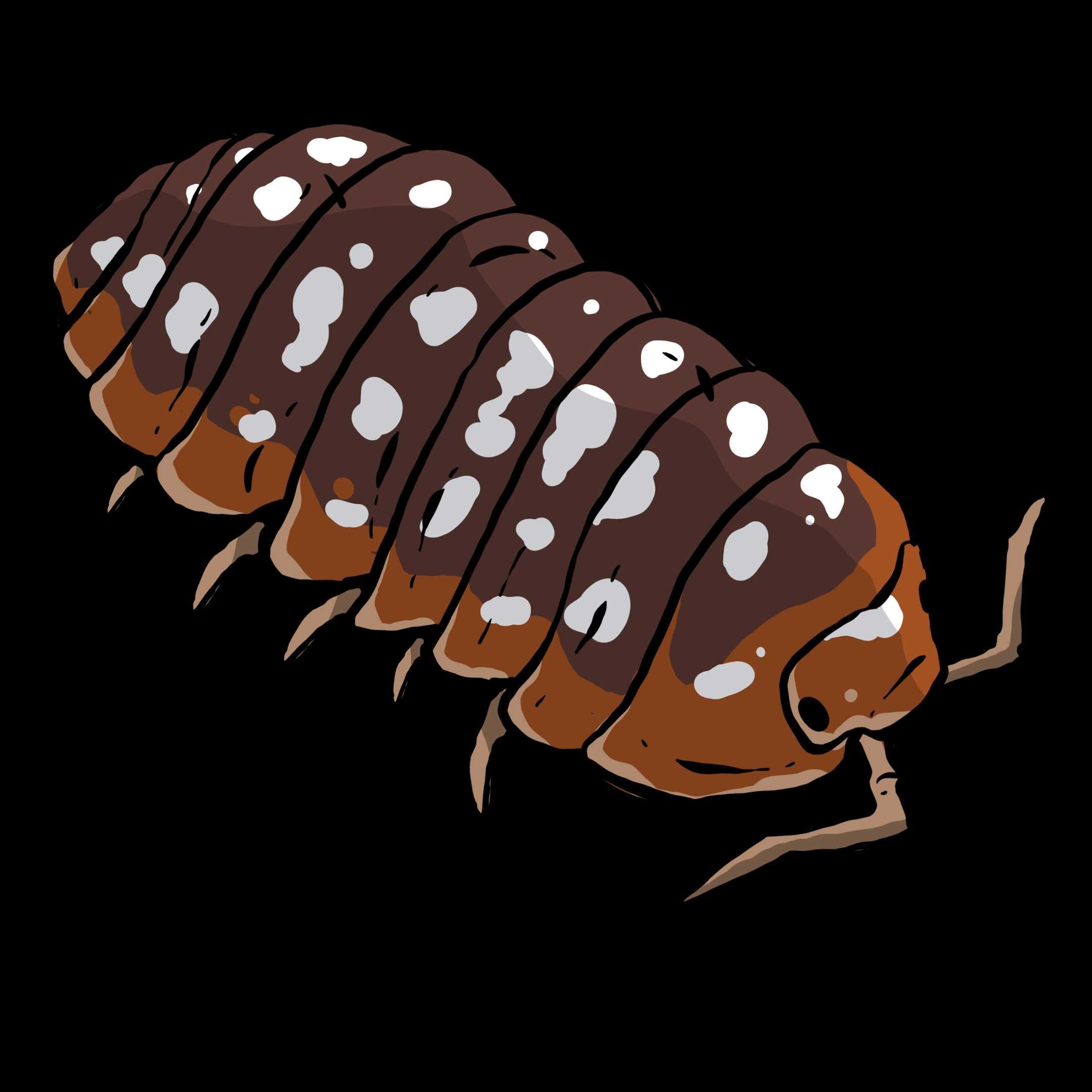 Armadillidium cetinjense