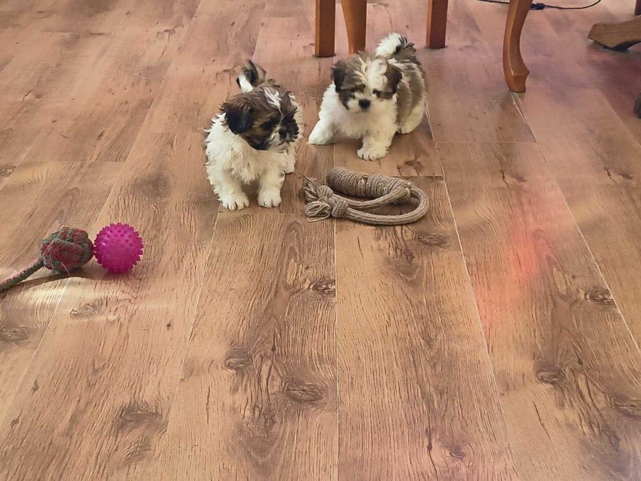 Sprzedam  śliczną suczkę SHIH TZU
