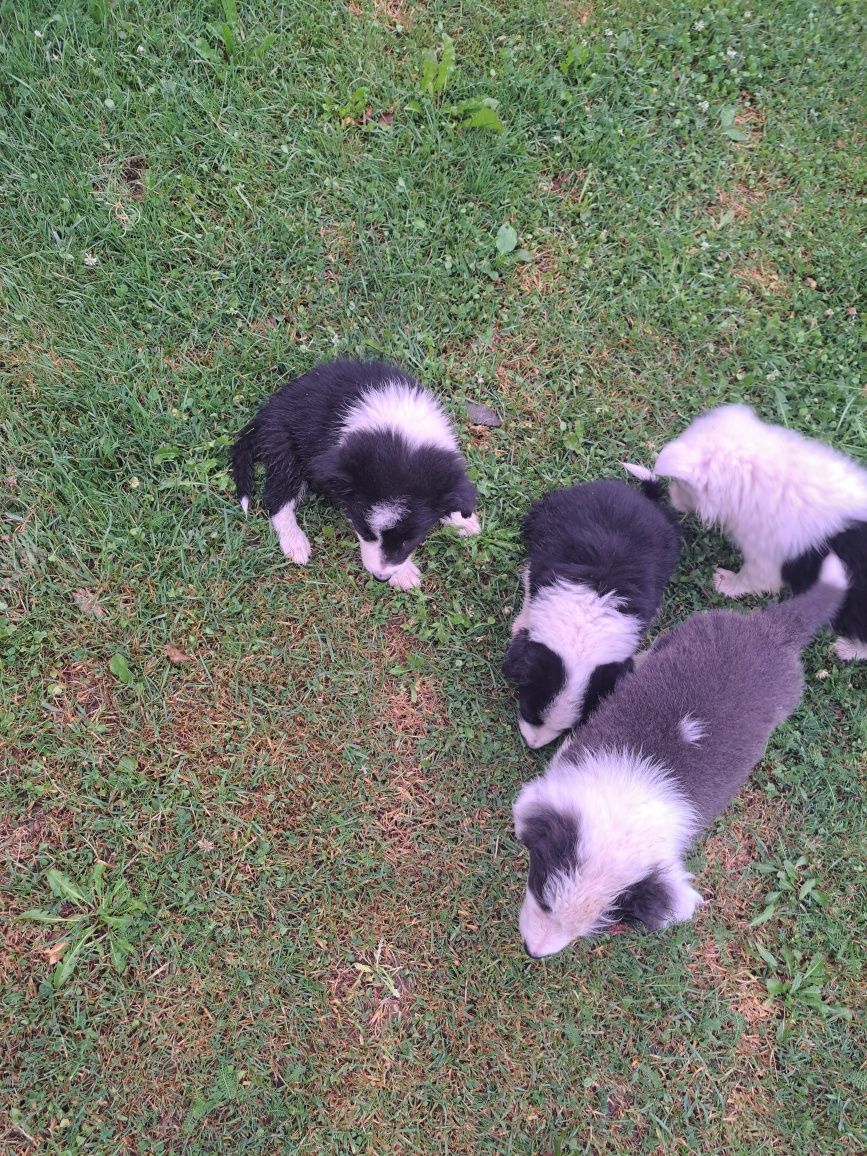 Border collie do odbioru