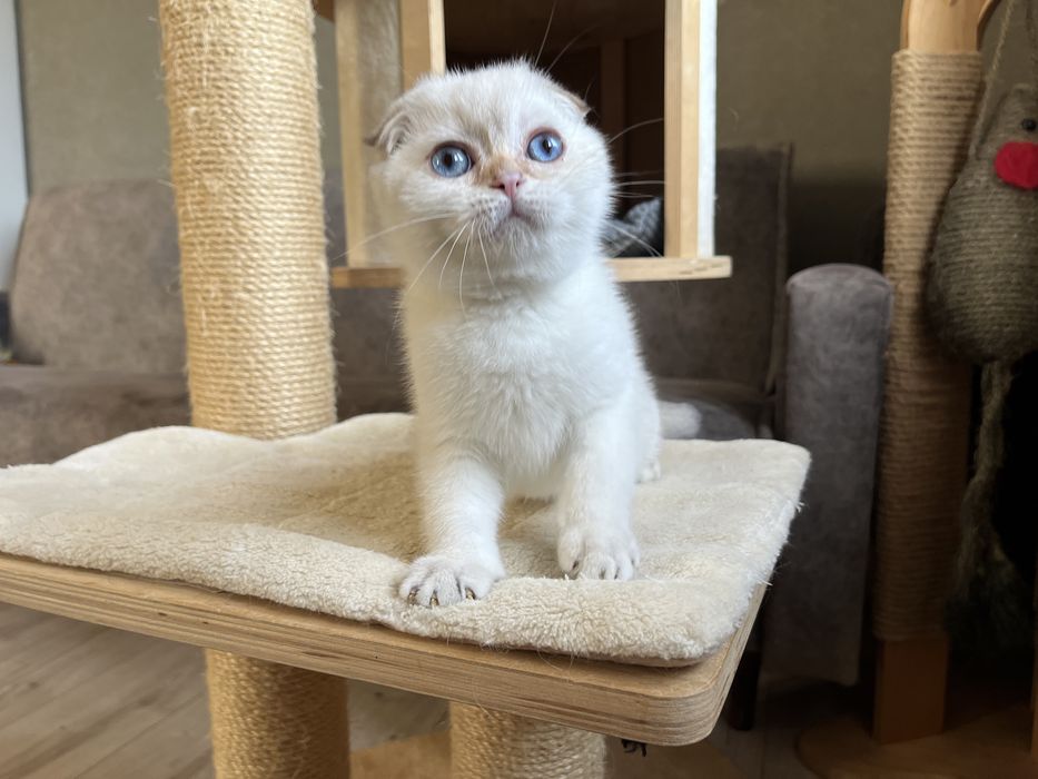Gold Scottish Fold & straight