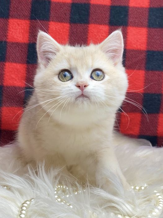 Британський котик голубе золото