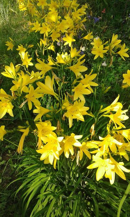 Продам садовые многолетние Лилейники, и другие растения