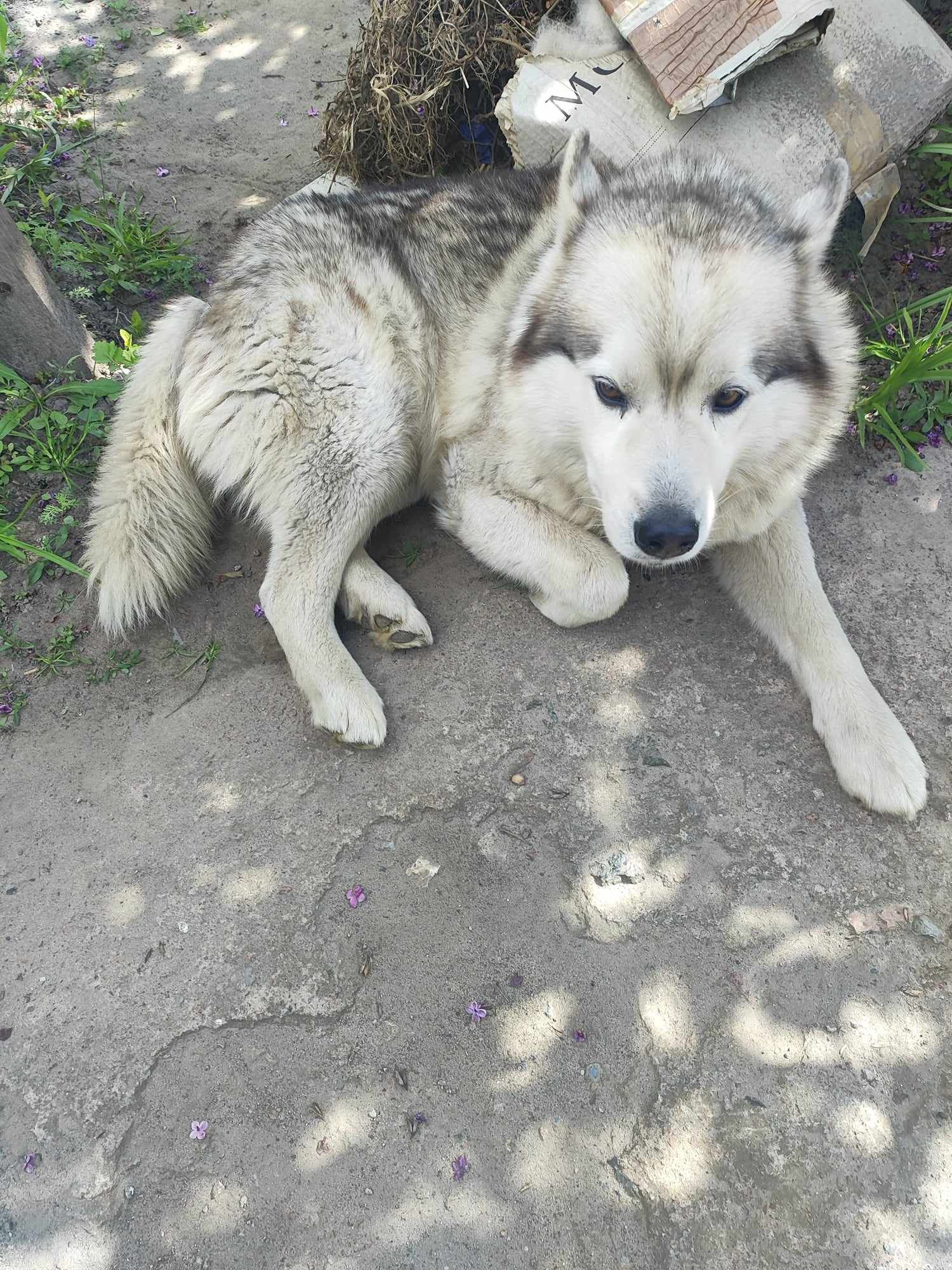 Віддам в добрі руки хаски