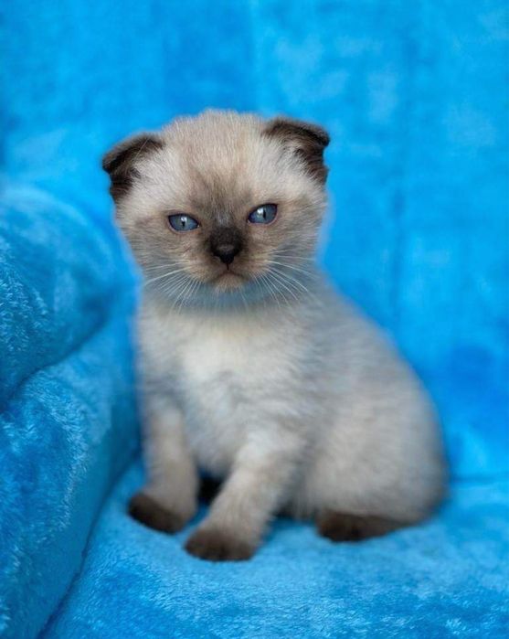 Koteczka czekoladowy point zwisłoucha