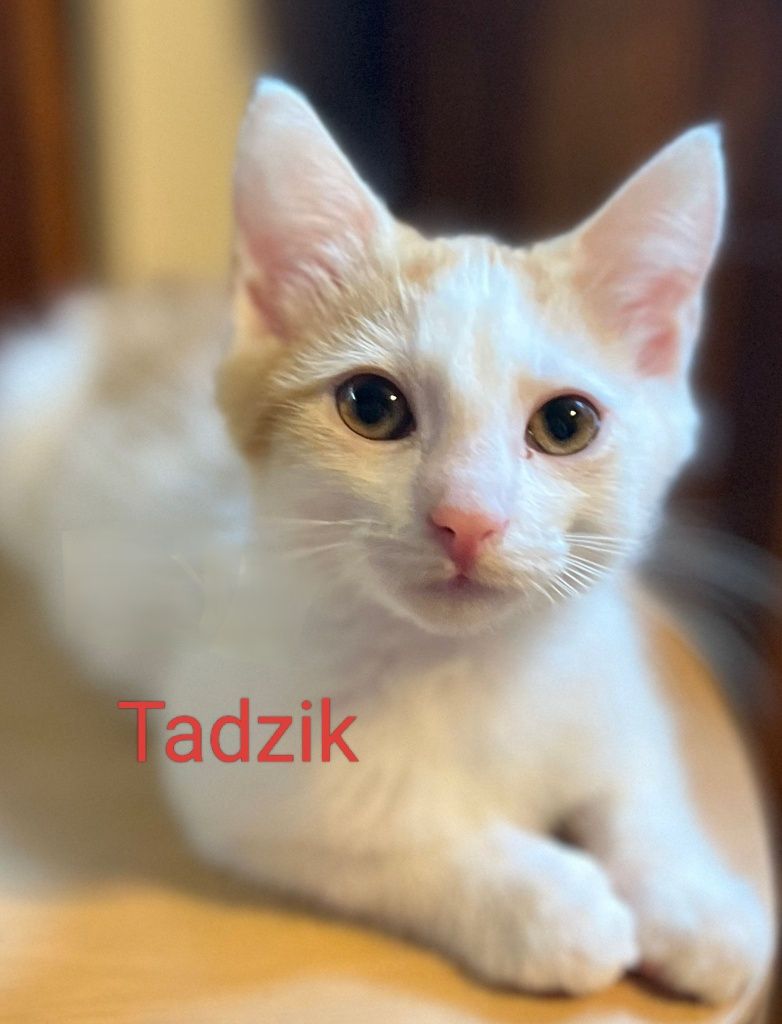 Tadzik poleca się do adopcji:)