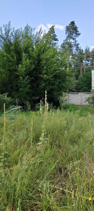 Земельна ділянка с. Червоне Бучанського району