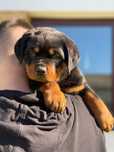 Rottweiler szczenie
