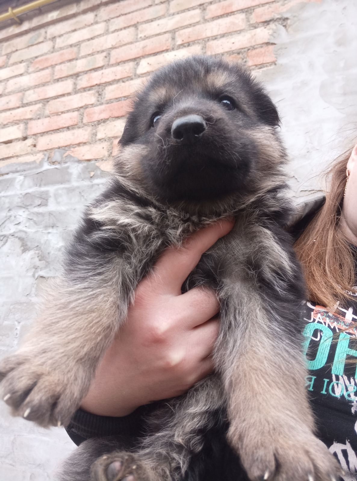 Продам цуциків німецьких вівчарок