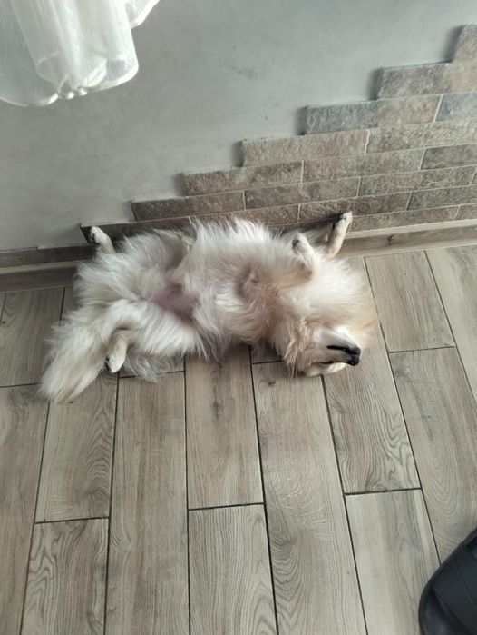 Шпіц віддаємо один рік