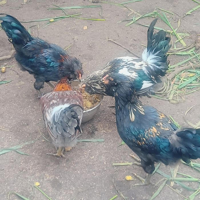 Півники різних порід та віку