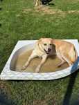 Cynia w typie Labradora do adopcji!
