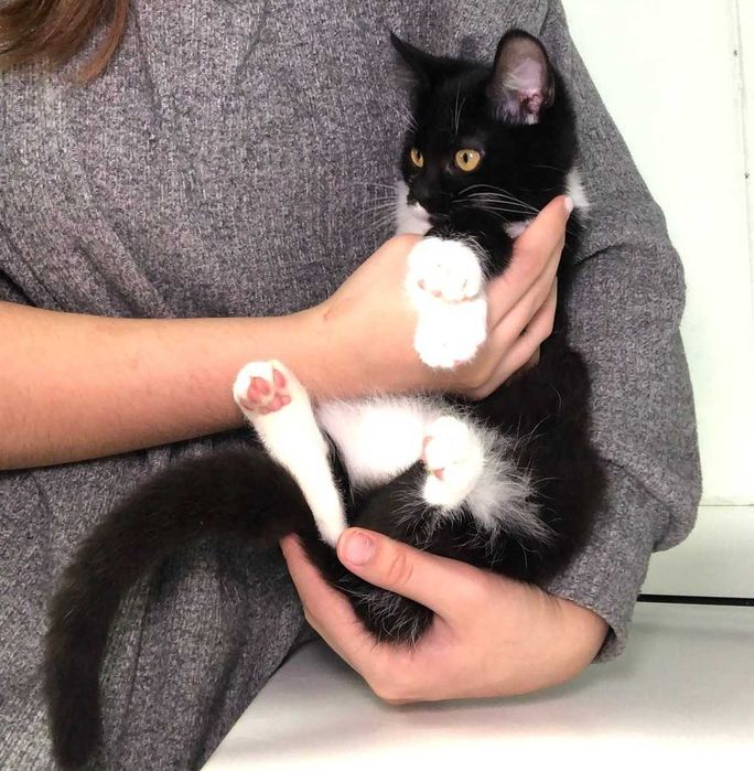 Кошенятко Марсі  ручна, добра, грайлива дівчинка, їй 3,5 місяці.