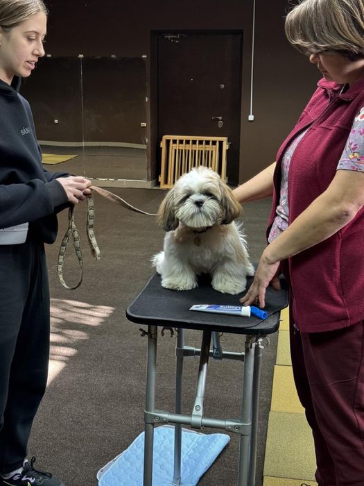КінологДресирування дресировка кинолог собак Ірпінь Буча Гостомель