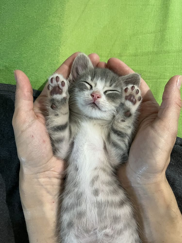 Кошенята безкоштовно