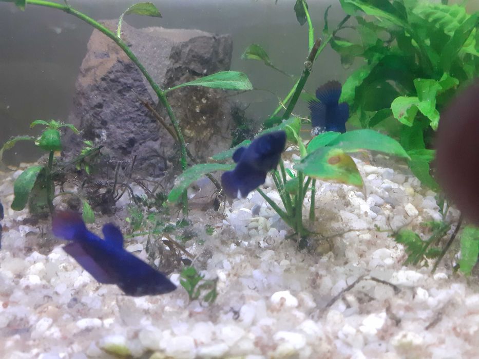 Betta juvenis. Azul/avermelhado. Foto real.