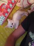 Gatinho Branquinho macho 1 mês e meio