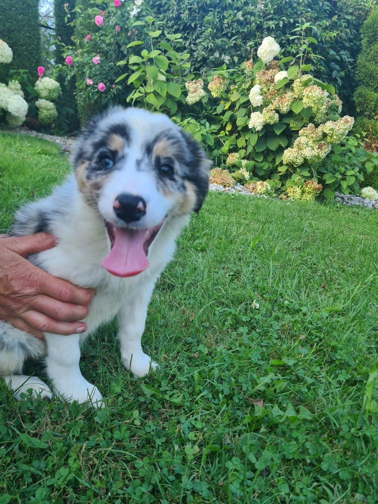 Border collie Blue merle