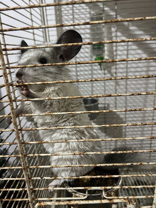 Vendo Chinchilla