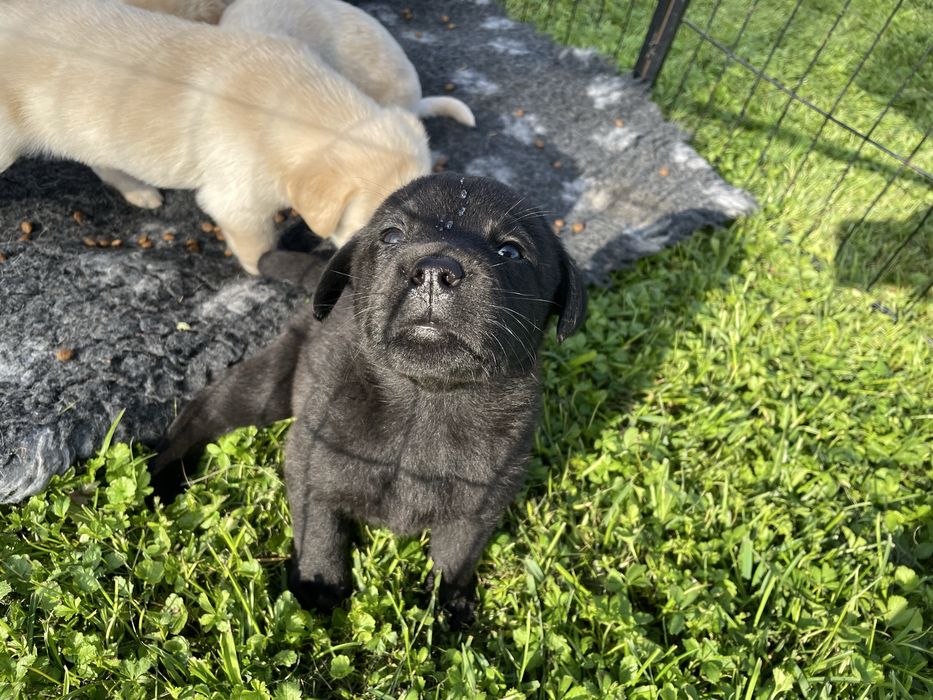 Piesek Labrador Retriever , ksiażeczka zdrowia, rodowód, umowa