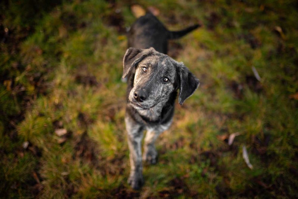 Wedel - wesoły 6 miesięczny SZCZENIAK szuka domu!