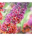Budleja Dawida Flower-Power Motyli krzew cena 28 zł