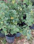 Única Gigante Physalis/ Manjericão Nativo Biológico Gigante