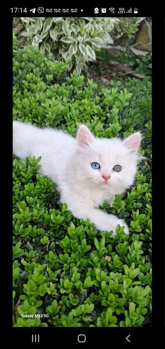 Котик безкоштовно