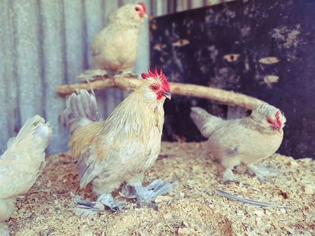 Інкубаційне яйце та курчата.Мільфлер: фарфоровий, мармуровий, ізабелла