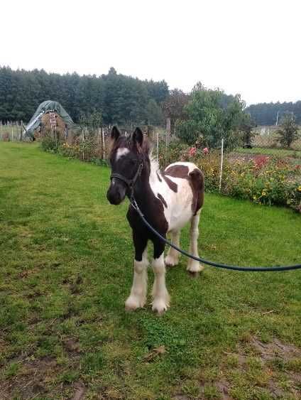 tinker klacz odsadek