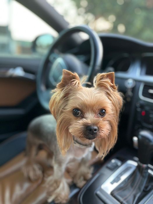 Вʼязка Йоркшерського Терʼєра