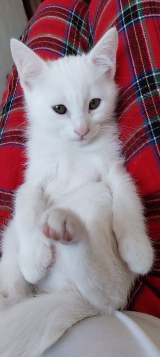 Gatinho com 2 meses