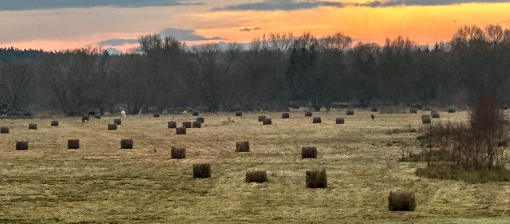 Baloty 120 cm za darmo