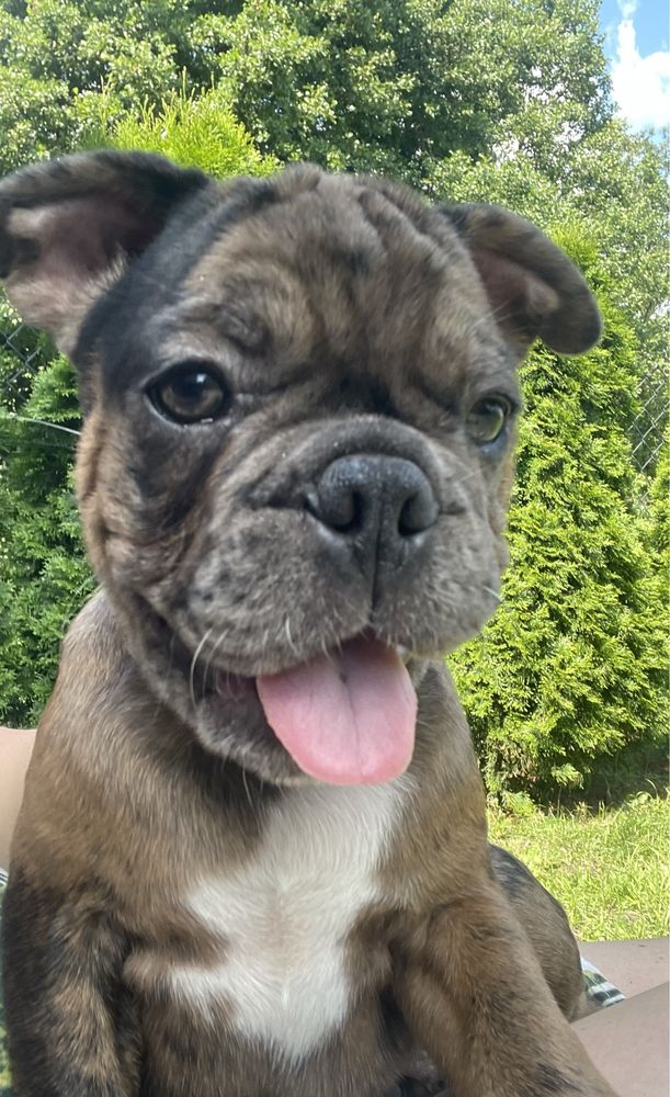 Buldog Francuski Leszek Kennel Club