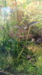 Vallisneria spiralis tiger   - nurzanec red