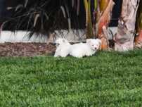Bichon maltes machinho