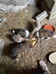 5 cachorros para adoçao