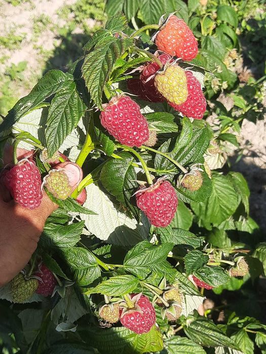 Sadzonki malin jesiennych Mapema oraz letnich Glen