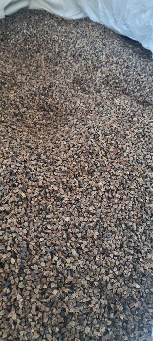 Gryka ekologiczna z certyfikatem