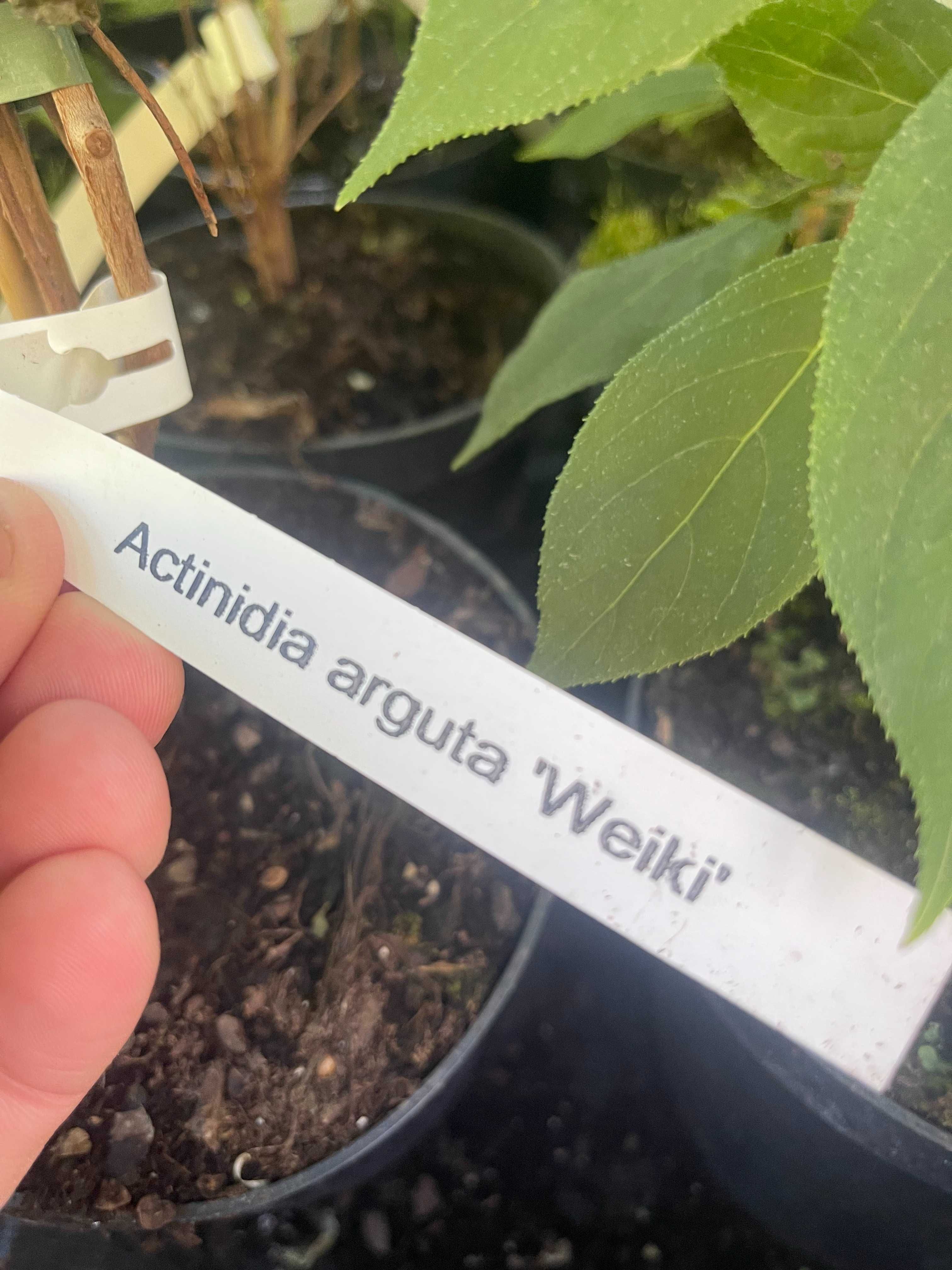 Mini Kiwi Ken's Red 100 cm cena 35 zł