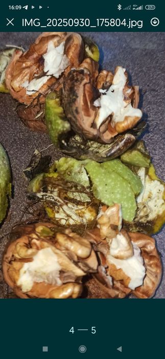 Продам грецкий орех урожая 2025года