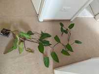 Philidendron painted lady