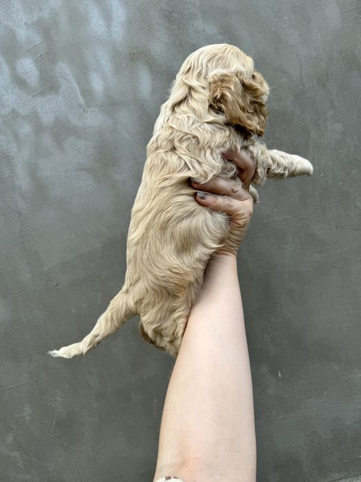 Американський кокер спаніель