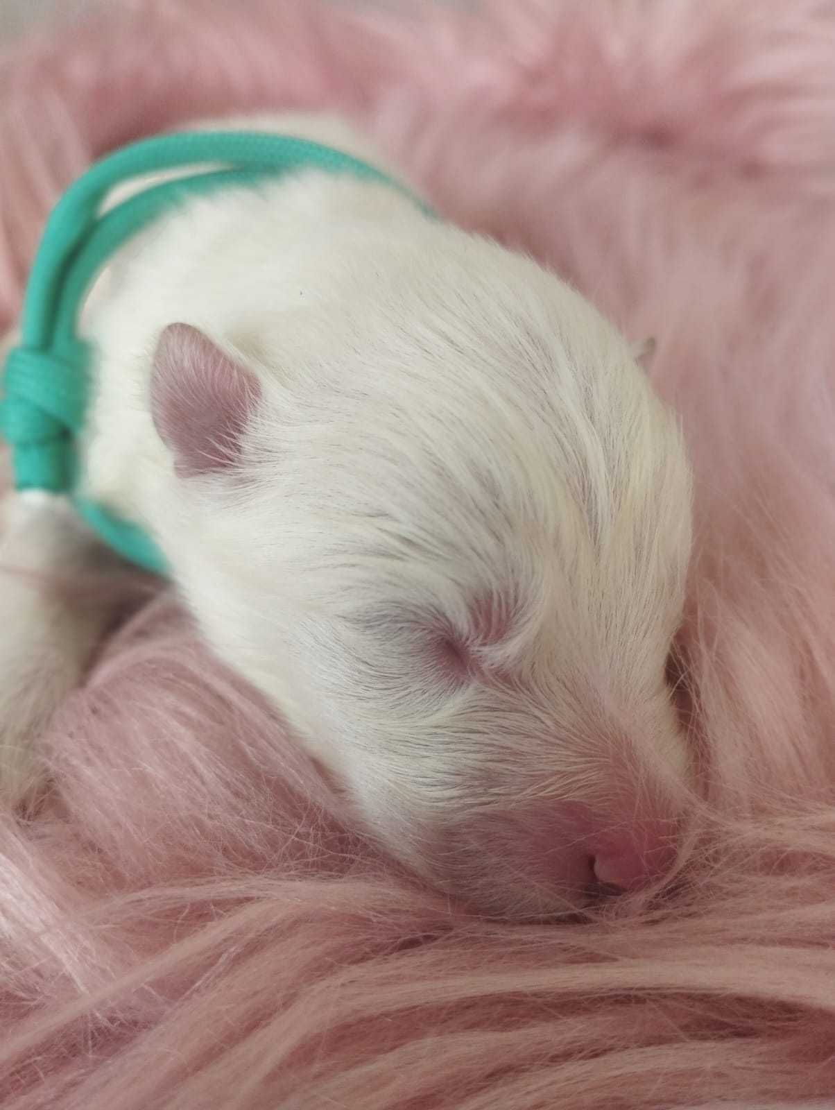 Samoyed, rezerwacja szczeniąt rodowód ZKwP, FCI,