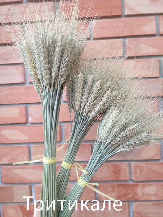 Колоски/злаки /сухоцвіти