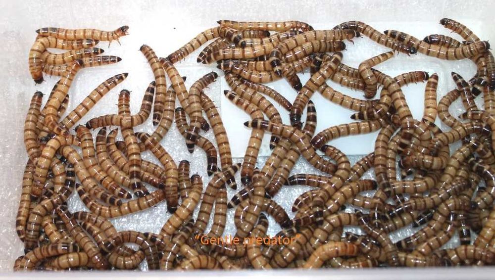 Зофобас та борошняний черв'як. Відмінний корм.